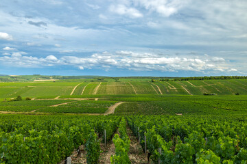 Obraz premium Lush vineyards growing under cloudy sky in Chablis, France