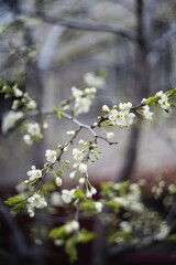 Obraz premium blooming cherry tree in spring