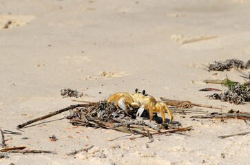 Sand crab on the beach