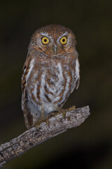 Elf Owl taken in SE Arizona in the wild