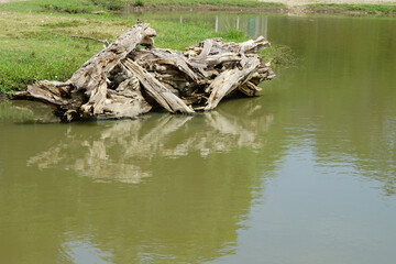 tree root stump in the water