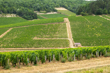 Vineyards thriving on the slopes of Bourgogne, France, offer a scenic view of viticulture