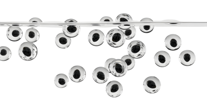 Black chia seeds suspended in clear water, having absorbed liquid to form a gelatinous coating around them. The composition is clean and minimalist. Macro  on a transparent background.