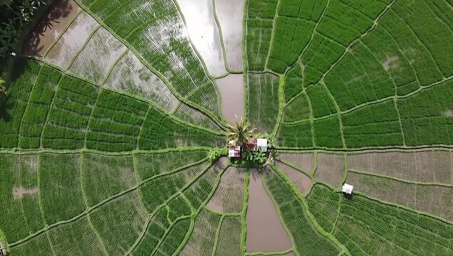 An aerial drone view of the unique spiderweb rice fields (Sawah Laba-laba) in Cancar, Flores, Indonesia.