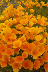 Arizona Poppy taken in SE Arizona