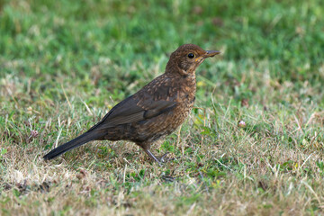 Merle noir, femelle, Turdus merula, Common Blackbird
