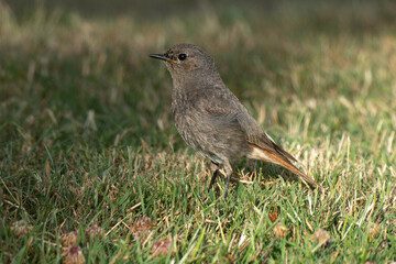 Rougequeue noir,
Phoenicurus ochruros, Black Redstart