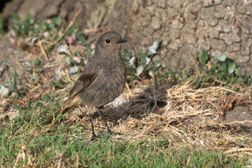 Rougequeue noir,Phoenicurus ochruros, Black Redstart
