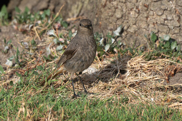 Rougequeue noir,
Phoenicurus ochruros, Black Redstart