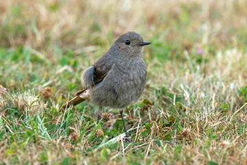 Rougequeue noir,Phoenicurus ochruros, Black Redstart