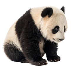 Obraz premium Cute Giant Panda Isolated on Transparent Background