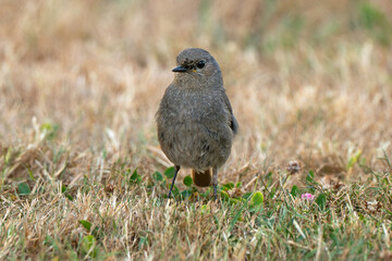 Rougequeue noir,Phoenicurus ochruros, Black Redstart