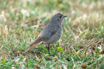 Rougequeue noir,
Phoenicurus ochruros, Black Redstart