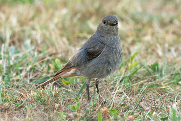 Rougequeue noir,Phoenicurus ochruros, Black Redstart