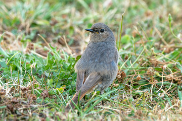 Rougequeue noir,Phoenicurus ochruros, Black Redstart