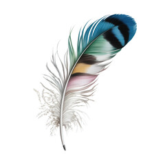 Obraz premium Isolated colorful feather with detailed texture on black background