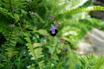 purple flower