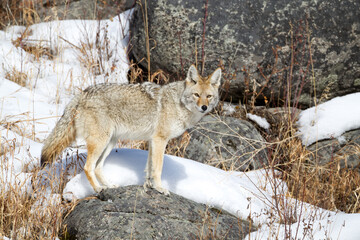 Coyote taken in Yellowstone NP