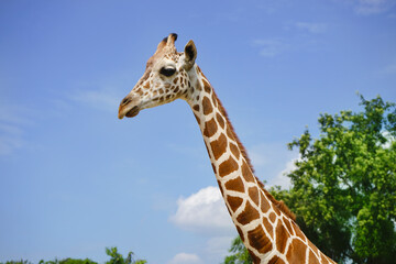 head giraffe in the wild