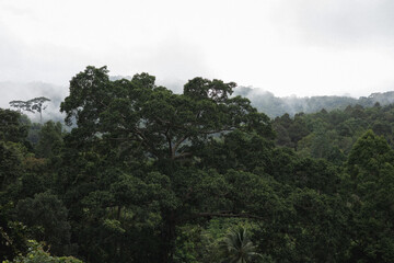 Beautiful greenery forest on rainy season at Chiang Dao, Chiang Mai province.