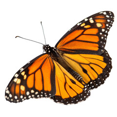 Fototapeta premium Vibrant Orange and Black Butterfly Isolated for Design Use