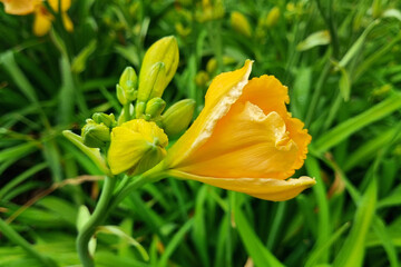 Vibrant Yellow Daylily in Full Bloom Amidst Lush Greenery for Nature and Garden Decor