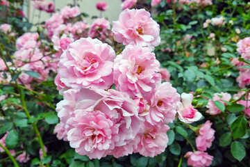 Blooming Pink Roses in a Lush Garden Setting for Floral Inspiration
