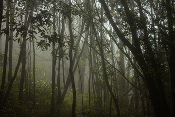 Trees in dense fog creating mysterious and moody forest landscape in Vietnam