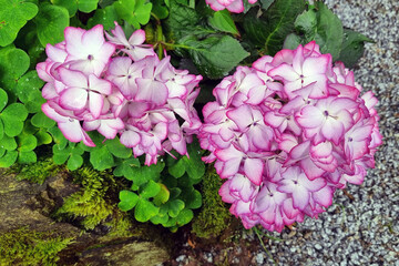 Vibrant Pink Hydrangeas in Garden Setting for Floral Design and Inspiration