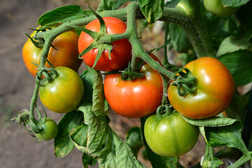 a close up of organic and Ripening Tomatoes on the Vine