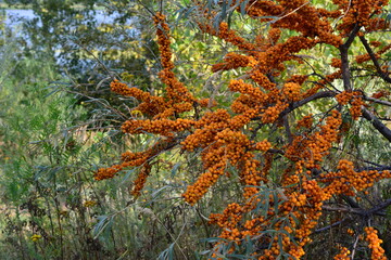 Sea Buckthorn tree with branches covered with ripe orange Berries 