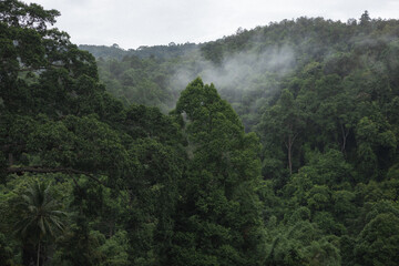 Beautiful greenery forest on rainy season at Chiang Dao, Chiang Mai province.
