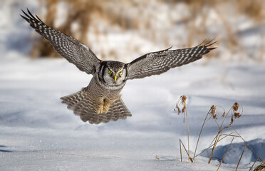 Northern Hawk Owl Surnia ulula