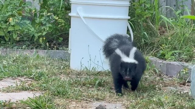 striped skunk (Mephitis mephitis) in action