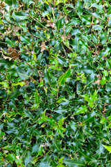 Lush Green Holly Leaves Background for Natural Design Projects
