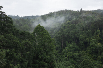Fototapeta premium Beautiful greenery forest on rainy season at Chiang Dao, Chiang Mai province.