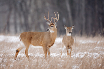 Fototapeta premium White-tailed Deer, Odocoileus virginianus
