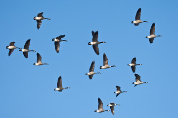 Fototapeta premium Canada Goose flight taken in southern MN in the wild