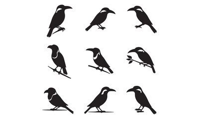 Silhouette of Various Bird Species Posing on Branches, Black and White