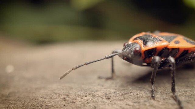  Extreme close-up of the firebug (Pyrrhocoris apterus)