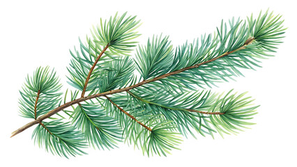 Pine branch watercolor isolated illustration green PNG. AI GENERATED.
