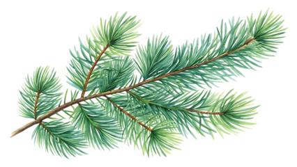 Pine branch watercolor isolated illustration green PNG. AI GENERATED.
