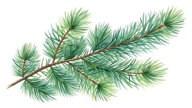 Pine branch watercolor isolated illustration green PNG. AI GENERATED.
