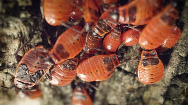 Close-up of a cluster of firebugs (Pyrrhocoris apterus) in their natural habitat