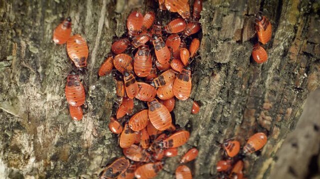 Close-up of a large group of firebugs (Pyrrhocoris apterus), common insects in the family Pyrrhocoridae, in their natural habitat.