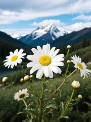 Alaska Shasta Daisy