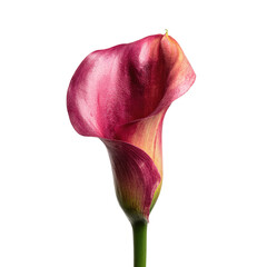 Close-up of a single, vibrant pink calla lily