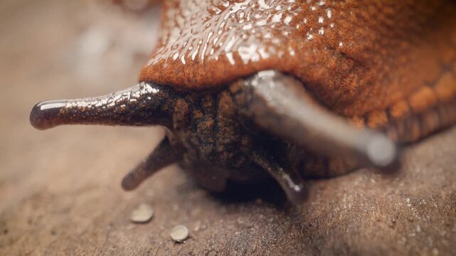 Close-up of the European red slug (Arion rufus)

