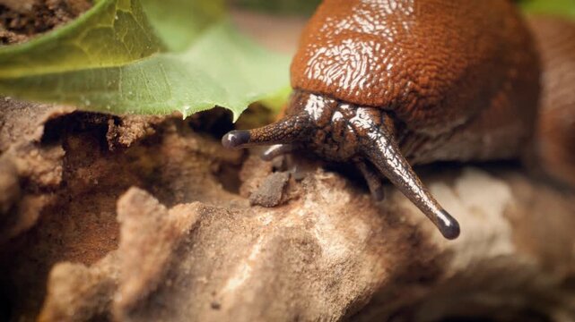 Close-up of the red slug (Arion rufus), also called the large red slug, chocolate arion, or European red slug