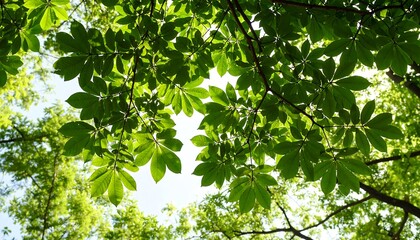 Obraz premium Lush green leaves overhead